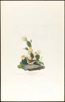 RECORD DATE NOT STATED Grass finch or bay-winged bunting : Fringilla grami... Stock Photos