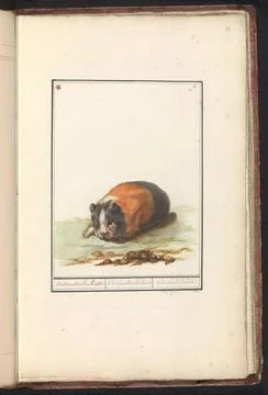 RECORD DATE NOT STATED  Guinea pig (guinea pig), anonymous, After Boel, 17... Stock Photos