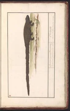 RECORD DATE NOT STATED  Hagedis (Lacertilia), anonymous, 1790 - 1814 drawi... Stock Photos