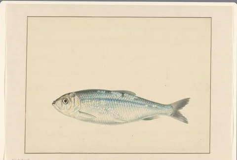 RECORD DATE NOT STATED  Haring, anonymous, c. 1700 - c. 1800 drawing paper... Stock Photos
