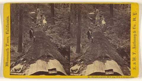 RECORD DATE NOT STATED Hercules prostrate, 325 ft. long, 97 ft. in circumf... Stock Photos