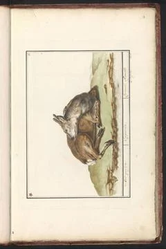 RECORD DATE NOT STATED  Hert (Cervidae), Anonymous, After Boel, 1790 - 181... Stock Photos