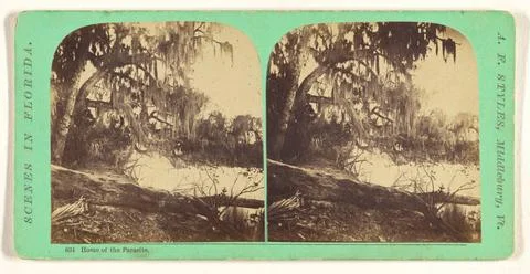 RECORD DATE NOT STATED Home of the Parasite. Florida. Adin French Styles (... Stock Photos