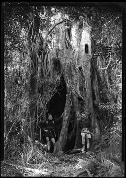 RECORD DATE NOT STATED  The huge hollow rata trunk, formed by innumerable ... Stock Photos