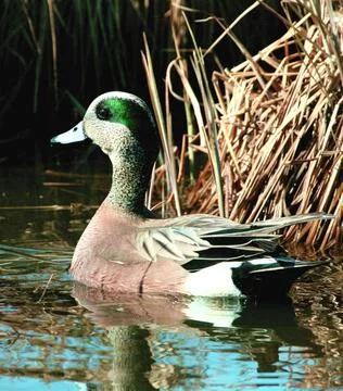 RECORD DATE NOT STATED  This image was taken at Westchester Lagoon, Anchor... Stock Photos