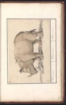 RECORD DATE NOT STATED  Indian rhino (Rhinoceros Unicornis), Anonymous, Af... Stock Photos