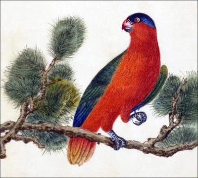 RECORD DATE NOT STATED Indonesia / China: Purple-naped Lory. Watercolour p... Stock Photos