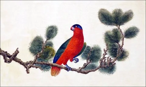 RECORD DATE NOT STATED Indonesia / China: Purple-naped Lory. Watercolour p... Stock Photos