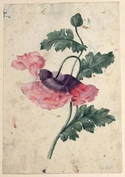 RECORD DATE NOT STATED  Joseph Maria Kaiser P and chisel and bud. Watercol... Foto stock