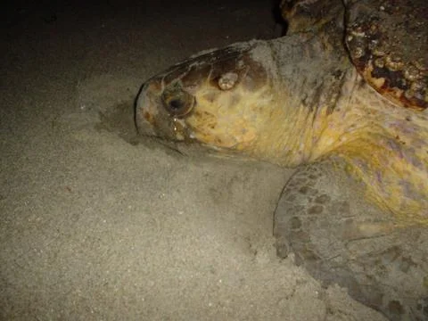 RECORD DATE NOT STATED  A loggerhead turtle lays her eggs in a nest on the... Foto stock