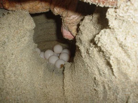 RECORD DATE NOT STATED  A loggerhead turtle lays her eggs in a nest on the... Stock Photos