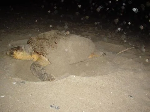 RECORD DATE NOT STATED  A loggerhead turtle lays her eggs in a nest on the... Stock Photos