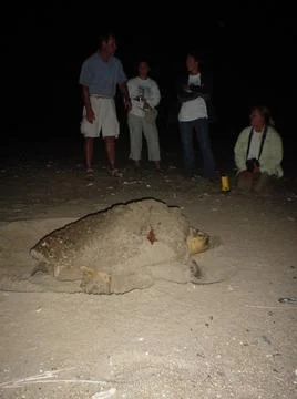 RECORD DATE NOT STATED  A loggerhead turtle lays her eggs in a nest on the... Foto stock