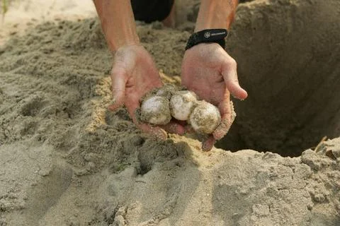 RECORD DATE NOT STATED  Loggerhead sea turtle eggs being relocated to keep... Foto stock