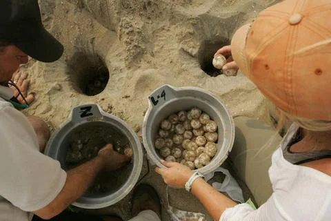 RECORD DATE NOT STATED  Loggerhead sea turtle nests being relocated on Cap... Foto stock