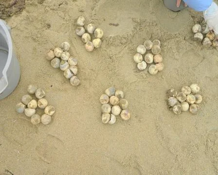 RECORD DATE NOT STATED  Loggerhead sea turtle eggs -- all dead -- from one... Stock Photos