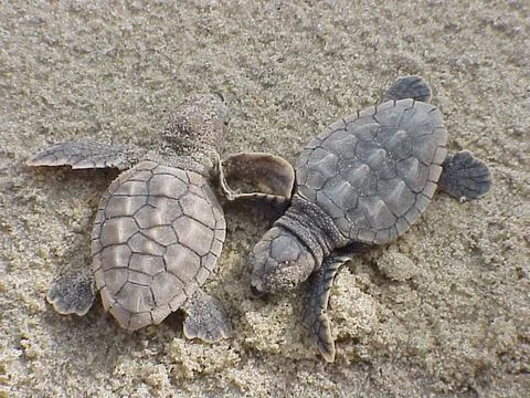 RECORD DATE NOT STATED  Loggerhead sea turtle hatchlings at Back Bay Natio... Foto stock