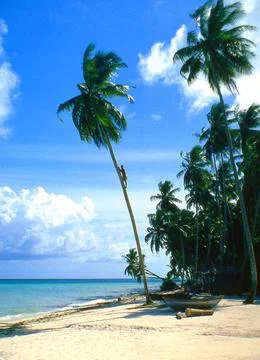 RECORD DATE NOT STATED Maldives: A raveri or toddy gatherer climbs a cocon... Stock Photos
