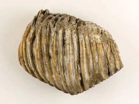 RECORD DATE NOT STATED  Mammoth molar. Mesolithic. Paris, Carnavalet museu... Foto stock