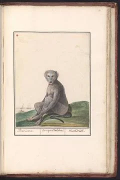 RECORD DATE NOT STATED  Mandril (Mandrillus sphinx), anonymous, 1790 - 181... Stock Photos