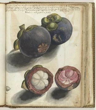RECORD DATE NOT STATED  Mangistan, Jan Brandes, 1784 drawing Color drawing... 库存照片