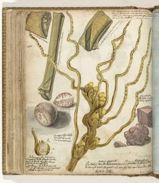 RECORD DATE NOT STATED  Methods for making Sirih, Jan Brandes, 1783 drawin... Stock Photos