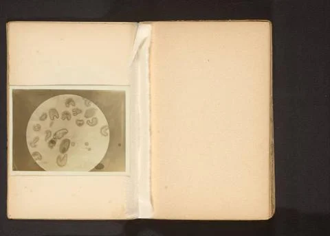 RECORD DATE NOT STATED  Microscope recording of pollen from a lily, anonym... Stock Photos