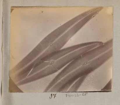 RECORD DATE NOT STATED  Microscopic absorption of diatoms, 620 times enlar... Stock Photos