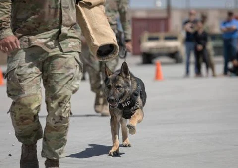 RECORD DATE NOT STATED Military Working Dog Corado trails a mock suspect d... Stock Photos
