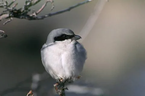 RECORD DATE NOT STATED  For more information on passerines visit: http:// ... Foto stock