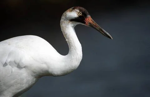 RECORD DATE NOT STATED  For more information on this species go to http://... 写真素材