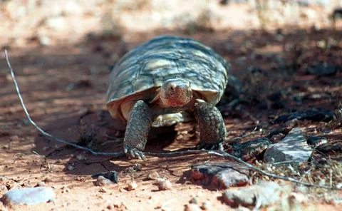 RECORD DATE NOT STATED  For more information about this species go to http... Foto stock