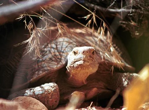 RECORD DATE NOT STATED  For more information go to http://ecos.fws.gov/ser... Foto stock
