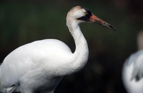 RECORD DATE NOT STATED  For more information on this species go to http://... Foto stock