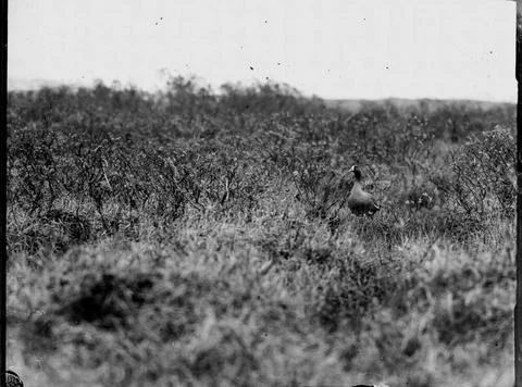 RECORD DATE NOT STATED Mountain goose among the width, not far from the ne... Stock Photos