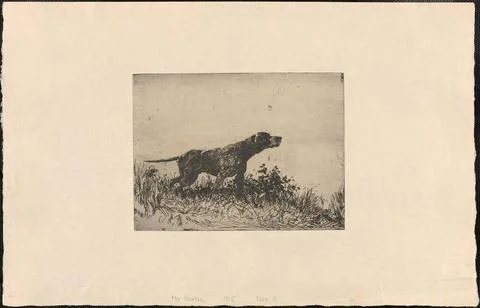 RECORD DATE NOT STATED My pointer , Hunting dogs, Pointer Dog breed. Frank... Stock Photos