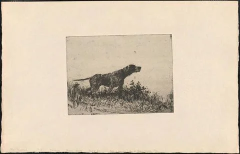 RECORD DATE NOT STATED My pointer , Hunting dogs, Pointer Dog breed. Frank... Stock Photos