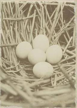RECORD DATE NOT STATED  Nest with eggs from the Purper Distriger, 1900 - 1... Stock Photos