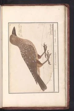 RECORD DATE NOT STATED  Nutcracker (Nucifraga Caryocatactes), Anselmus BoÃ.. Stock Photos