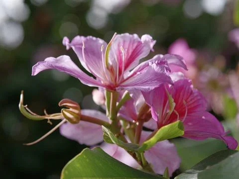 RECORD DATE NOT STATED  Oleanderbblüte bei Agaete auf Gran Canaria in Span.. Stock Photos