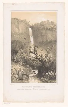 RECORD DATE NOT STATED  Orchids at a waterfall on West Java, Paulus Lauter... Stock Photos
