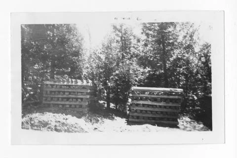 RECORD DATE NOT STATED Original caption: E.C.W. Seasoning cedar fenceposts... Stock Photos