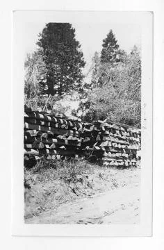 RECORD DATE NOT STATED Original caption: E.C.W. Seasoning cedar fenceposts... Stock Photos