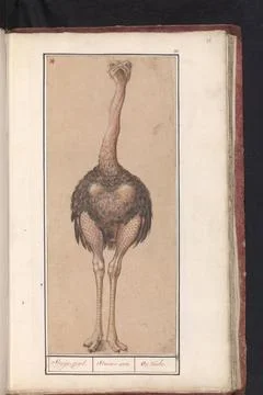 RECORD DATE NOT STATED  Ostrich (Camel) Anselm Boote de Boodt (Possibly), ... Stock Photos