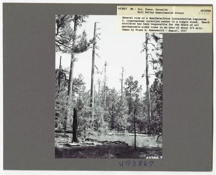 RECORD DATE NOT STATED Parasites - All States. Photographs Relating to Nat... Stock Photos