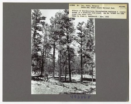 RECORD DATE NOT STATED Parasites - All States. Photographs Relating to Nat... 스톡 사진