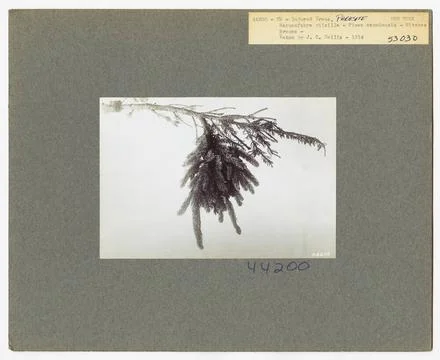 RECORD DATE NOT STATED Parasites - All States. Photographs Relating to Nat... 스톡 사진