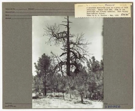 RECORD DATE NOT STATED Parasites - All States. Photographs Relating to Nat... Stock Photos
