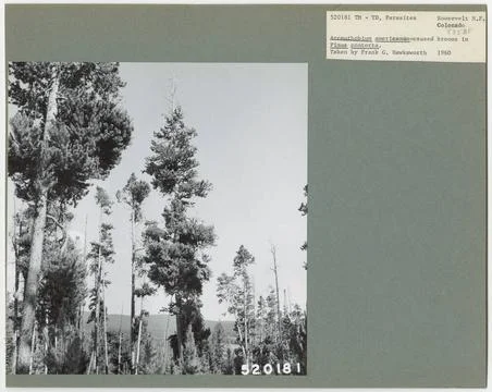 RECORD DATE NOT STATED Parasites - All States. Photographs Relating to Nat... 스톡 사진