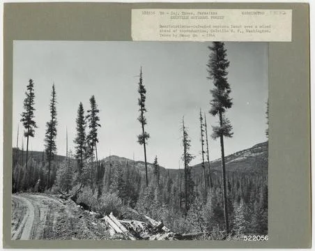 RECORD DATE NOT STATED Parasites - All States. Photographs Relating to Nat... 스톡 사진
